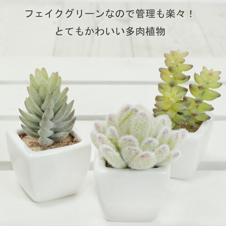 楽天市場 ミニ もこもこ多肉植物 サッカレント3点セット 10 11cm 陶器鉢 ミニ観葉 Ct触媒加工済 リアル フェイクグリーン 造花 インテリア テーブル 人工観葉植物 光触媒 消臭 雑貨 おしゃれ あす楽 Fd Nnf フェイクグリーンの神戸花物語