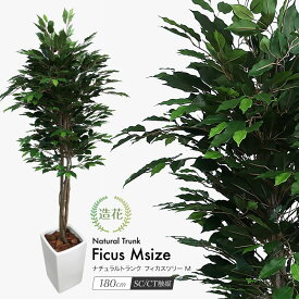 フェイクグリーン 観葉植物 フェイク 人工観葉植物 大型 光触媒 フィカスツリーM 鉢植 180cm 天然幹 ナチュラルトランク 職人手作り 人工大型 造花 リアル 光触媒 CT触媒 消臭 抗菌 おすすめ インテリア オフィス 新築祝い 開店祝 花言葉 永久の幸せ [nnf]