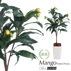 tFCNO[ ϗtA tFCN lHϗtA A ^ }S[ vg 120cm gsJ t[c  G} IWi 픫A CeA  CTG} L R j 