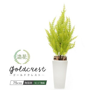 S[hNXg 75cm CgO[A tFCNO[ lHϗtA A 픫  Rjt@[ NX}Xc[ G} CTG} L R CeA c[ 蕨 v[g [