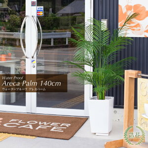 屋外 観葉植物 大型の人気商品 通販 価格比較 価格 Com 屋外 観葉植物 大型の人気商品 通販 価格比較 価格 Com
