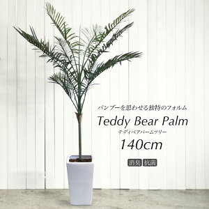 屋外 観葉植物 大型の人気商品 通販 価格比較 価格 Com 屋外 観葉植物 大型の人気商品 通販 価格比較 価格 Com
