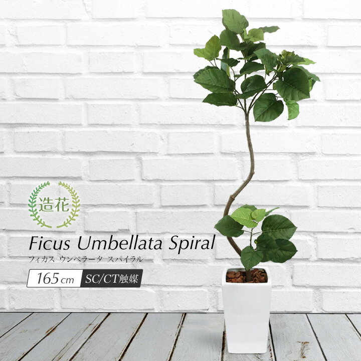 楽天市場 フィカス ウンベラータ スパイラル 165cm 人工観葉植物 リアル フェイクグリーン 造花 大型 鉢植 インテリア おしゃれ 光触媒 Ct触媒 お祝い 花言葉 すこやか 永久の幸せ 夫婦愛 P44 フェイクグリーンの神戸花物語