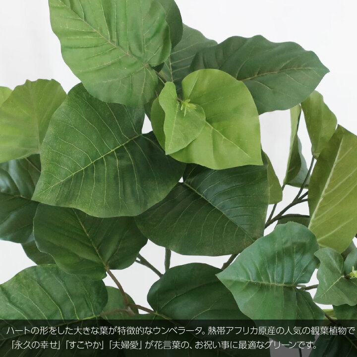 楽天市場 フィカス ウンベラータ スパイラル 165cm 人工観葉植物 リアル フェイクグリーン 造花 大型 鉢植 インテリア おしゃれ 光触媒 Ct触媒 お祝い 花言葉 すこやか 永久の幸せ 夫婦愛 P44 フェイクグリーンの神戸花物語