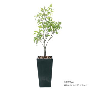 tFCNO[ ϗtA tFCN lHϗtA ^ LNZC G} FIAN IX}^Xc[ 100cm 115cm lHA  G} A CeA O[  CTG} L R 