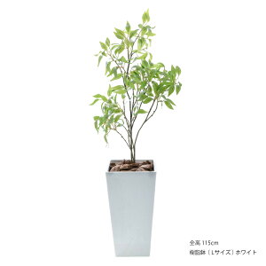 tFCNO[ ϗtA tFCN lHϗtA ^ LNZC G} FIAN IX}^Xc[ 100cm 115cm lHA  G} A CeA O[  CTG} L R 