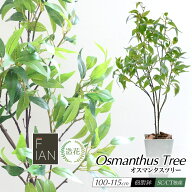 フェイクグリーン 観葉植物 フェイク 人工観葉植物 大型 キンモクセイ 光触媒 FIAN オスマンタスツリー 1…