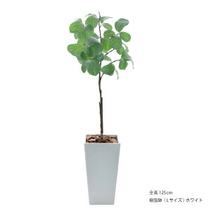 tFCNO[ ϗtA tFCN lHϗtA ^ G} FIAN tBJX xKVX 115cm 125cm ^  lHA G}  CeA  CTG} lC [rcp]