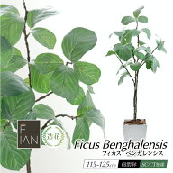 【お買い物マラソン限定 20%OFFセール】フェイクグリーン 観葉植物 フェイク 人工観葉植物 大型 光触媒 F…