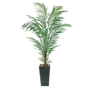 tFCNO[ ^ 2m lHϗtA AJV V̖ G} CTG} L  rO 傫 { A  썑 gsJ CeA ItBX j JXj 