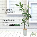 フェイクグリーン 観葉植物 パキラ 大型 スリム 光触媒 CT触媒 本物そっくり 人工観葉植物 おしゃれ リアル 造花 イン…
