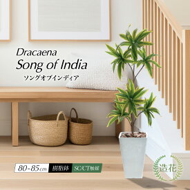 ＼10%OFFクーポンあり／ 〜12/11 1:59 フェイクグリーン 人工観葉植物 本物そっくり 大型 リアル 造花 光触媒 樹脂 鉢 インテリア おしゃれ 小さい 消臭 抗菌 オシャレ 玄関 内祝い リビング お祝い 開店祝い 送料無料 / ドラセナ ソングオブインディア 80cm 85cm
