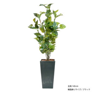 tFCNO[ ϗtA tFCN lHϗtA A  ^ x̎ |gXvg 125cm 130cm 140cm G} A t CeA  CTG} L R j [rcp]