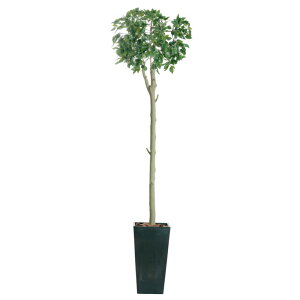 tFCNO[ ϗtA tFCN lHϗtA A  ^ tBJX nK[c[ _uLXg 185cm A Ƌ R[gnK[ nK[| |[nK[t@j`[ 