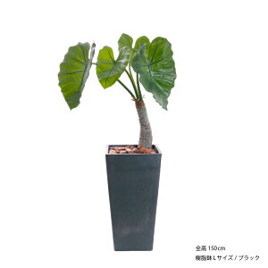 tFCNO[ ϗtA tFCN lHϗtA A  ^ A  CTG}H AJVA CeA lH G} [rcp] / NYC 85cm 95cm 105cm