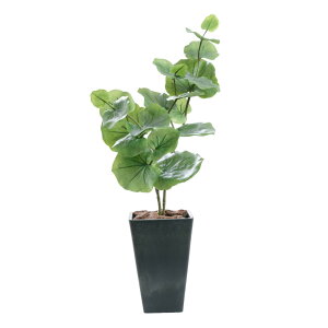 tFCNO[ ϗtA tFCN lHϗtA A  ^ A  CTG} n}xuhE Ex[^ CeA lHϗtA G} / }CA~ V[O[v 75cm [rcp]