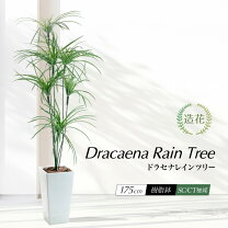 楽天市場】観葉植物 ドラセナ 170の通販