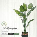 ＼クーポンで10%OFF／ フェイクグリーン 大型 人工 観葉植物 光触媒 CT触媒 本物そっくり 鉢付 ストレチア レギネ リアル 造花 南国 インテリア オーガスタ トラベラーズパーム 旅人の木 御祝 開店 開業 お祝い 人気 送料無料 / ストレリチア 105〜165cm