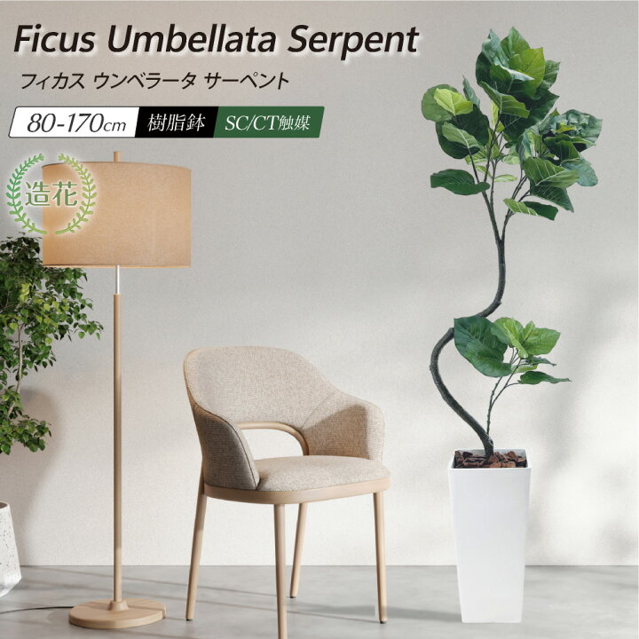 楽天市場】フェイクグリーン ウンベラータ 人工 観葉植物 大型 木 