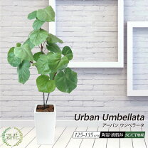 楽天市場】フェイク ウンベラータ（人工観葉植物｜造花・人工観葉植物 