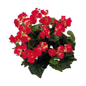 楽天市場 ベコニアの通販