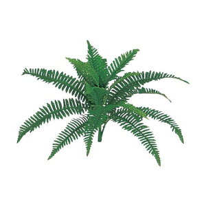 tFCNO[ {Xgt@[ 42cm ubV ϗtA  lHϗtA G} CTG} CeA yMt_