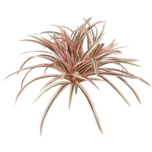 lHϗtA u(sN) 37cm ubV tFCNO[ ϗtA  G} CTG} CeA yMt_