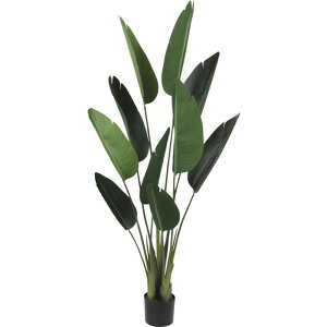 ϗtA  I[KX^ 153cm  tFCNO[ ^ lHϗtA G} CTG} CeA