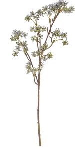  ԍ tFCNO[ lHϗtA NVJVL~AXv[ Be   Bep