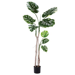 tFCNO[ lHϗtA  ^ Xe  170cm XvbgtB CeA  CTG} L R j