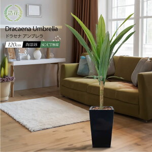 y}\ 30%OFFZ[ztFCNO[ ϗtA tFCN lHϗtA ^  G} L R   rO { A  CTG} A C