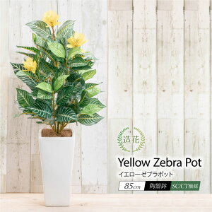 tFCNO[ ϗtA tFCN lHϗtA A  ^ CG[[u|bg 85cm A 픫 CeA G} [rcp]