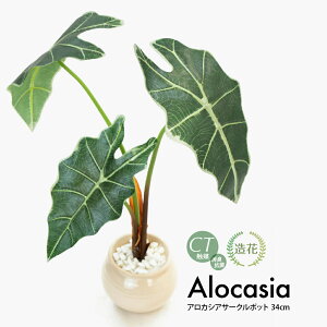 tFCNO[ ϗtA tFCN lHϗtA A   ~j AJVA T[N|bg A 픫 CeA  CTG} L R [rcp]