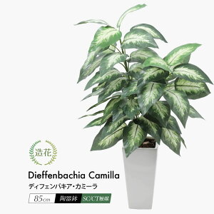 tFCNO[ ϗtA tFCN lHϗtA A  fBtFoLAEJ~[ 85cm A 픫 CTG} CeAG} [rcp]