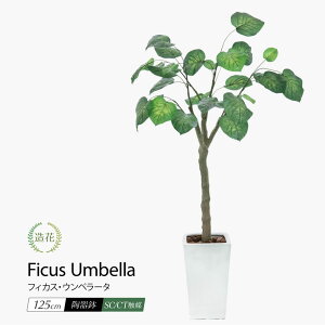 tFCNO[ Ex[^  lHϗtA G} L R  ^ CeA AeB[N 킢 IV  X A k A CTG} { [rcp] / tBJ