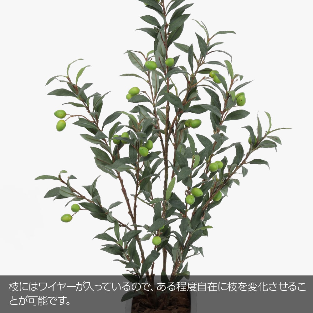 楽天市場】【期間限定20％OFF】グリーンオリーブツリー 100cm 鉢植