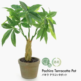 【期間限定20％OFF】フェイクグリーン 観葉植物 フェイク リアル 人工観葉植物 卓上 ミニ パキラ テラコッタポット ミニ観葉 造花 鉢植 インテリア おしゃれ CT触媒 消臭 抗菌