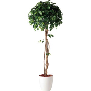 tFCNO[ ϗtA tFCN lHϗtA ^ G} ^ tBbJXxW~iVO (xW~) 180cm A lH G} CTG} CeA