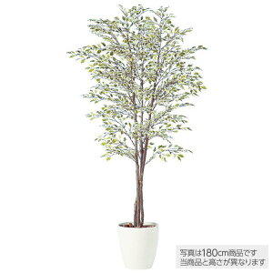 tFCNO[ ϗtA tFCN lHϗtA ^ G} ^ xW~iX^[Cggv (xW~) 150cm A  lHG} CTG} CeA