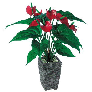 観葉植物 アンスリウム 光触媒の人気商品 通販 価格比較 価格 Com 観葉植物 アンスリウム 光触媒の人気商品 通販 価格比較 価格 Com