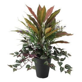 楽天市場 観葉植物 赤の通販