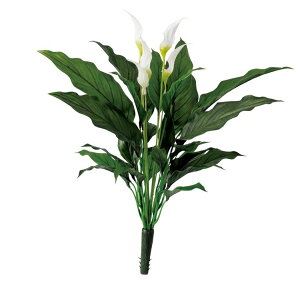 観葉植物 スパティフィラムの人気商品 通販 価格比較 価格 Com