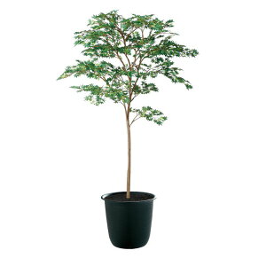 tFCNO[ ϗtA tFCN lHϗtA ^ G} }~W GREEN FST 180cm A lH G} CTG} CeA yMt_
