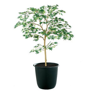 tFCNO[ ϗtA tFCN lHϗtA ^ G}  }~W GREEN FST 100cm A lHG} CTG} CeA yMt_