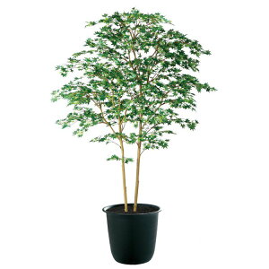 tFCNO[ ϗtA tFCN lHϗtA ^ G} lH }~W GREEN FST 180cm A  G} CTG} CeA yMt_