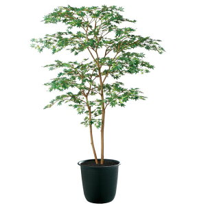 tFCNO[ ϗtA tFCN lHϗtA ^ G} }~W GREEN FST 150cm A  lHG} CTG} CeA yMt_