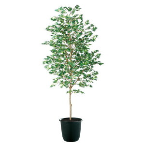 tFCNO[ ϗtA tFCN lHϗtA ^ G} lH }~W  180cm A  G} CTG} CeA yMt_