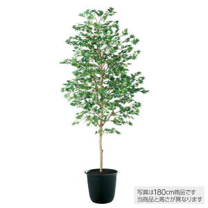 tFCNO[ ϗtA tFCN lHϗtA ^ G} }~W  150cm A lH G} CTG} CeA yMt_