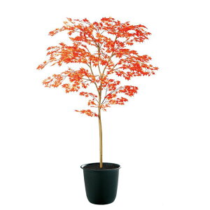 tFCNO[ ϗtA tFCN lHϗtA ^ G} lH }~W RED FST 150cm A  ^ G} CTG} CeA