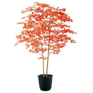 tFCNO[ ϗtA tFCN lHϗtA ^ G} lH^ }~W RED FST 180cm A  G} CTG} CeA